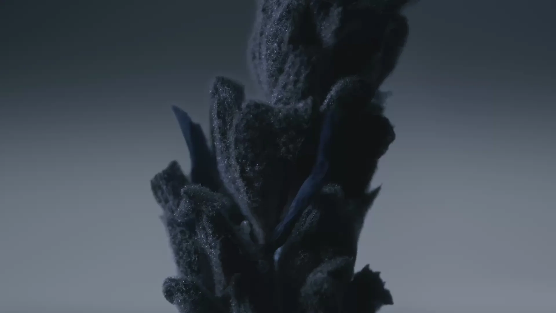 L'Essence de la Matière Brute